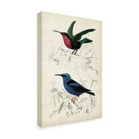 Zaštitni znak Likovne umjetnosti 'd'Orbigny ptice I' Canvas Art by M. Charles d'Orbigny
