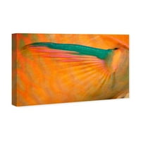 Wynwood Studio Životinje Zidno umjetnosti Platno Ispisuje 'Tri kolor papagajnih riba od strane morskih životinja Davida Fleetham-a - narandžasto, zeleno